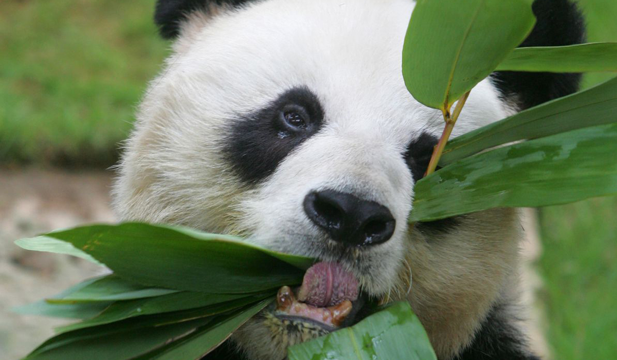 Male giant panda An An